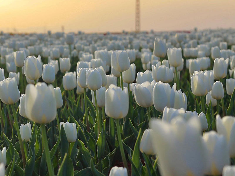 Rengarenk Lale Bahçeleri, Göksu Şelalesi